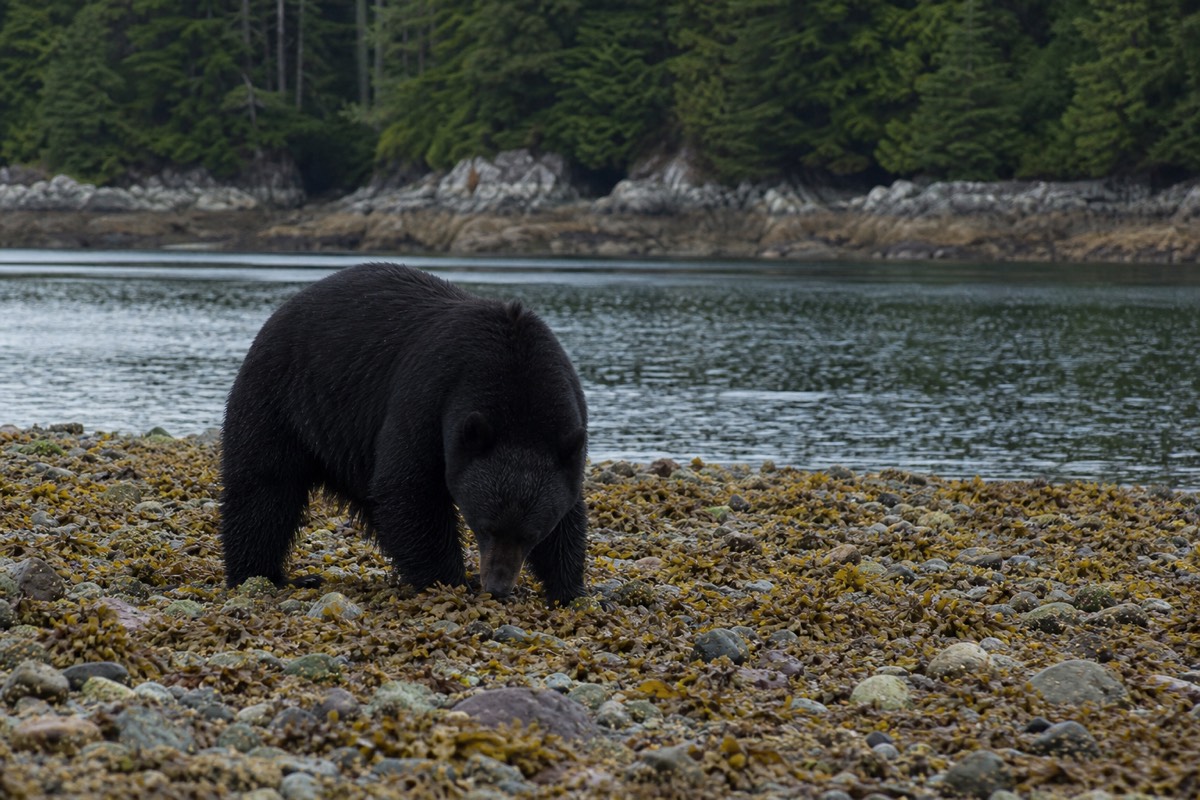 A black bear foraging along the Clayoquot Sound shoreline at low tide