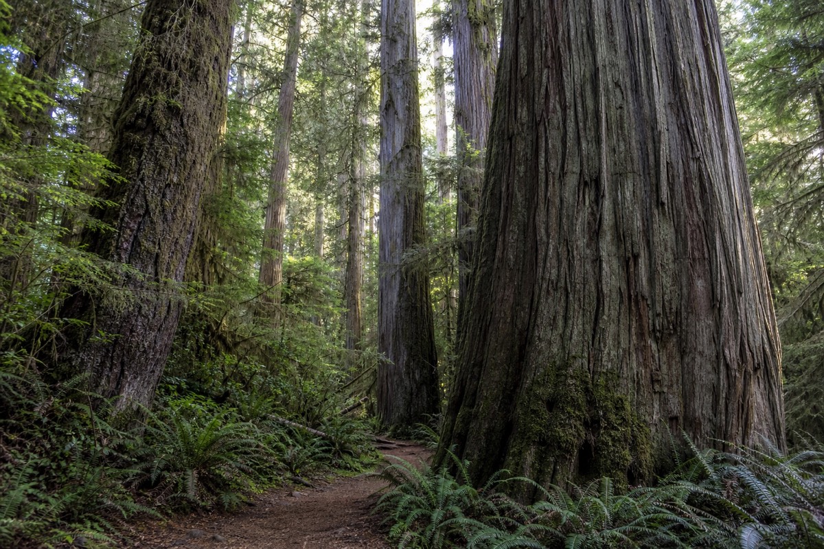 Towering old-growth Douglas firs in Cathedral Grove