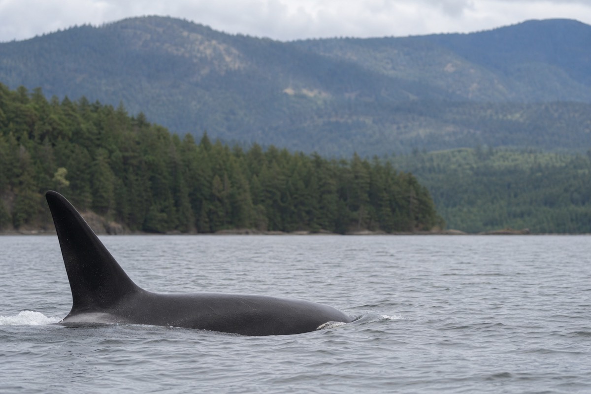 An orca surfacing in the Salish Sea off Vancouver Island