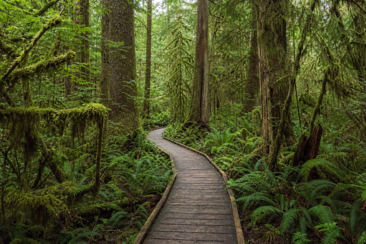 Elevated cedar boardwalk winding through mossy old-growth rainforest on the Rainforest Trail in Pacific Rim National Park