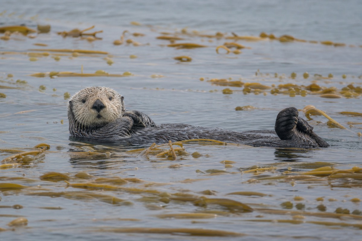 A sea otter resting in a kelp bed off Vancouver Island