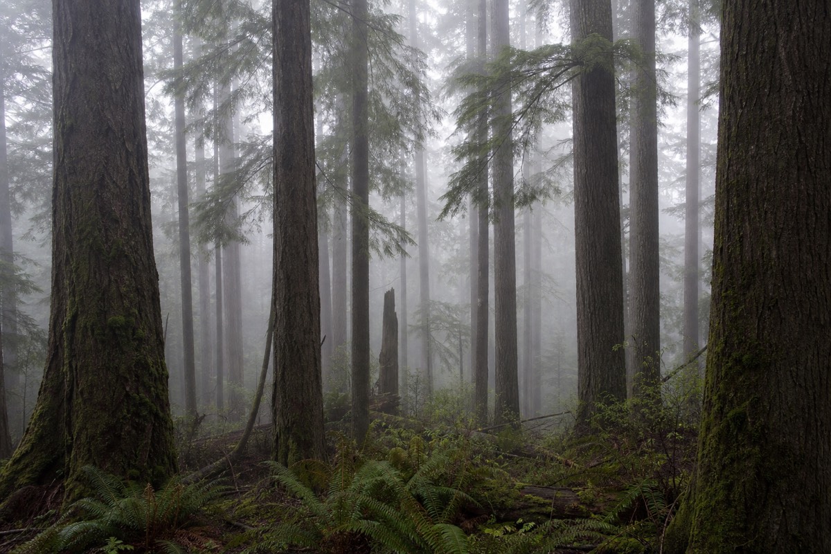 The Vancouver Island coast