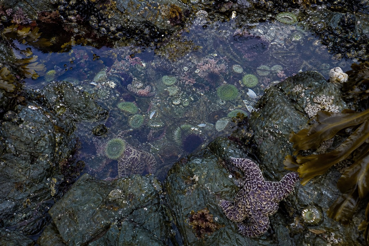 The Vancouver Island coast