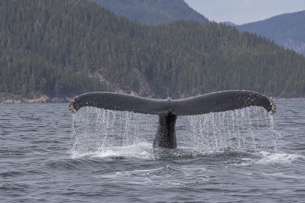 An orca surfacing in the Salish Sea off Vancouver Island
