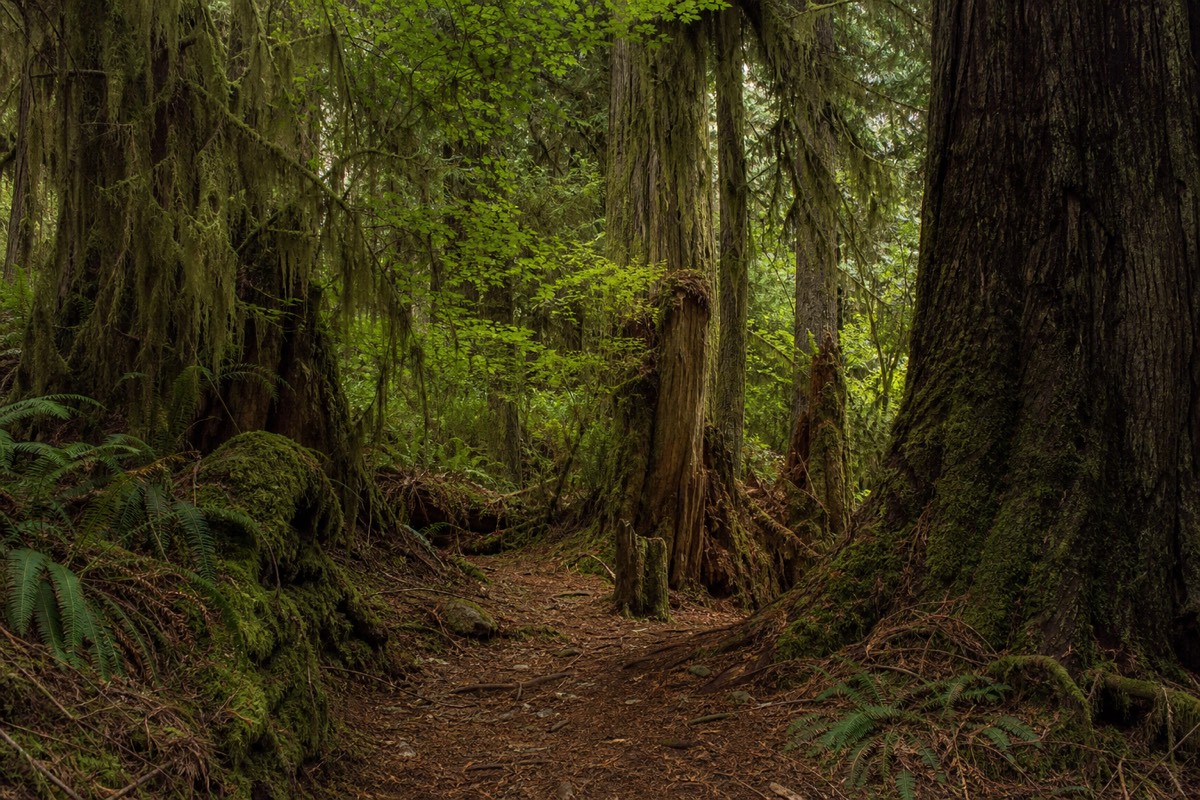 Towering old-growth Douglas firs in Cathedral Grove