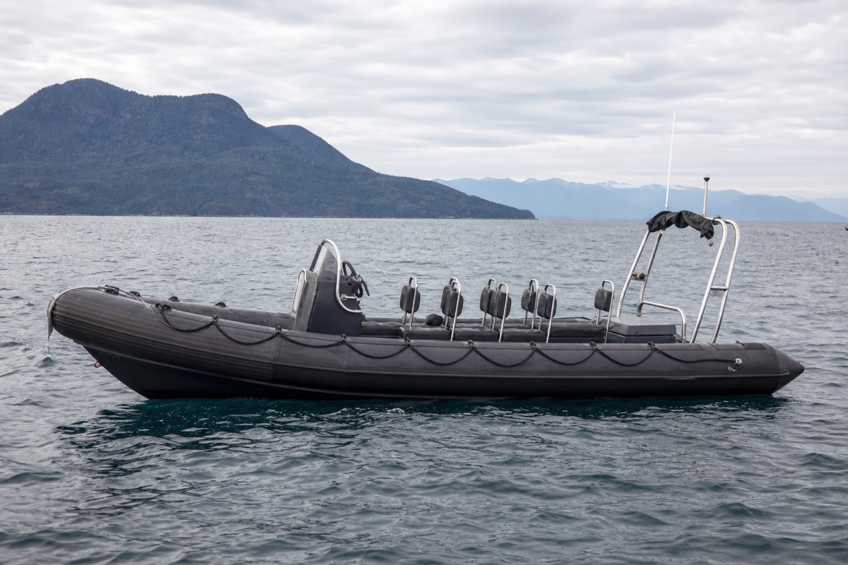 An orca surfacing in the Salish Sea off Vancouver Island