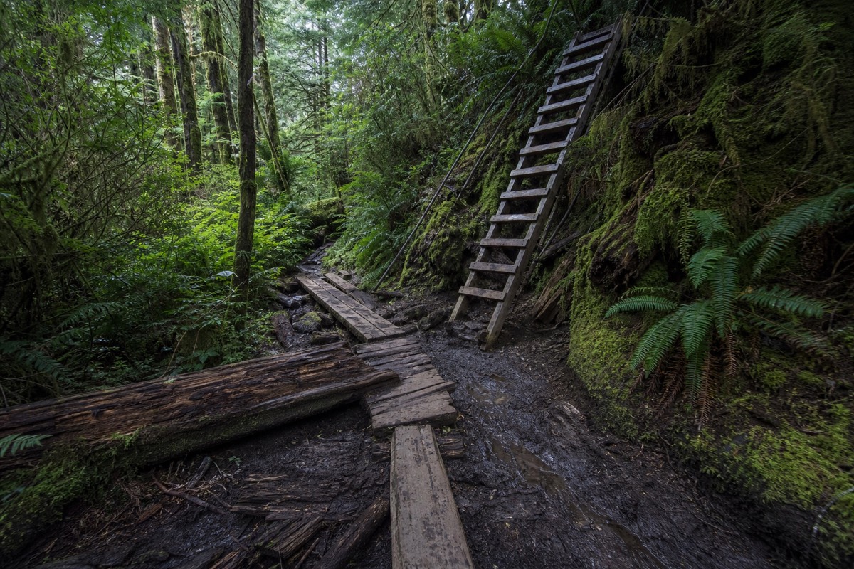 A boardwalk section of the West Coast Trail through Vancouver Island rainforest