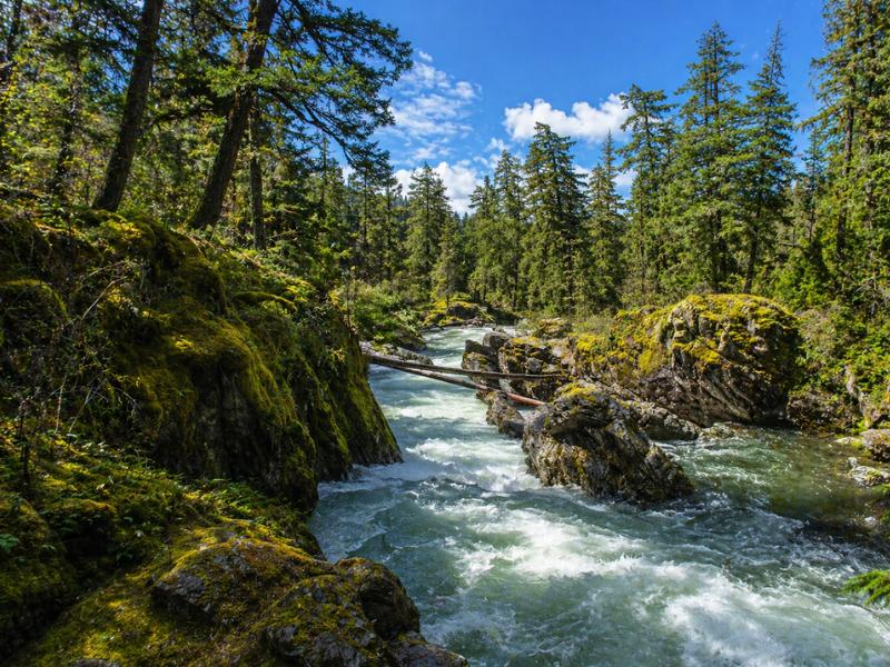 Cathedral Grove, Coombs & Waterfalls Full-Day Tour from Vancouver Island
