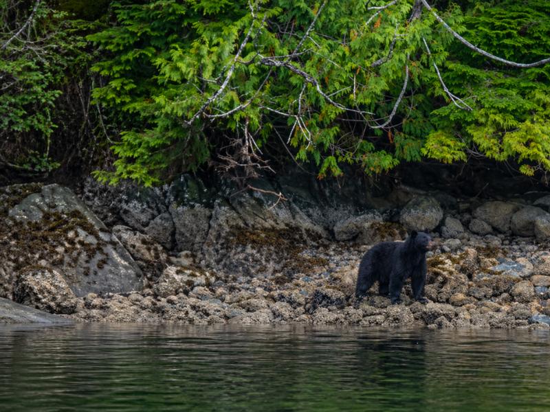 From Tofino: Bear Watching Cruise with Professional Nature Guide