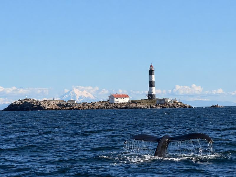 Victoria Day Trip from Vancouver – Seaplane & Whale Watching Adventure
